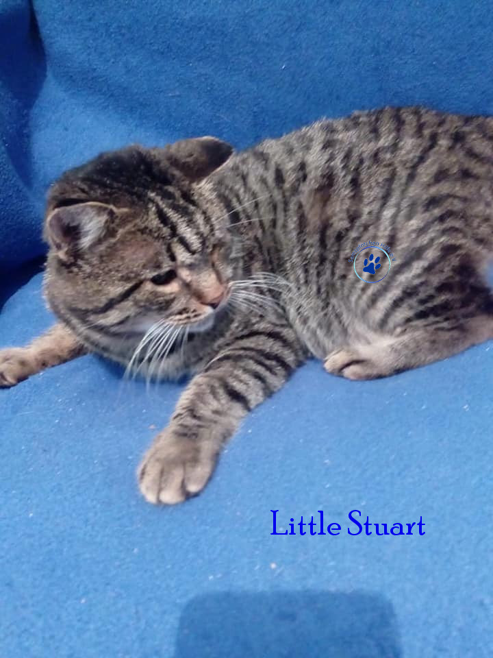 Irina/Katzen/Little Stuart/Little Stuart05mN.jpg